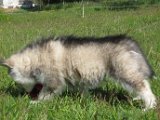 E-Wurf 7 Wochen 051.jpg
